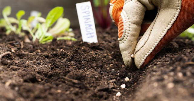 Importanța semințelor de legume de înaltă calitate în agricultura modernă