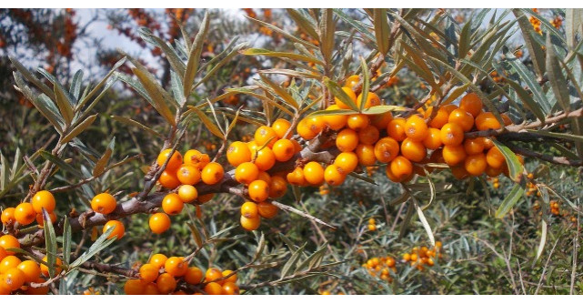 Ginsengul romanesc, un miracol pentru sanatate