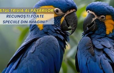 Testul Trivia al Pasarilor: Recunosti toate speciile din imagini?