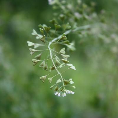 Traista ciobanului, la fix pentru femei