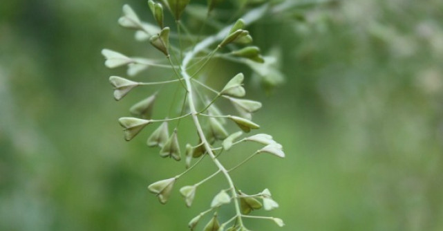 Traista ciobanului, la fix pentru femei