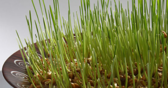 Grau de Sf. Andrei: ce semnifica acest obicei