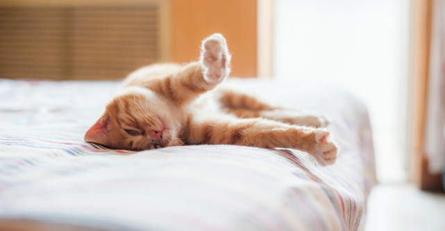 Stiti de ce se intind animalele dimineata? Le face bine! Urmati-le exemplul!