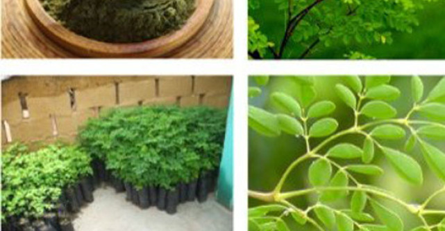 Descopera pulberea ecologica din arborele de moringa