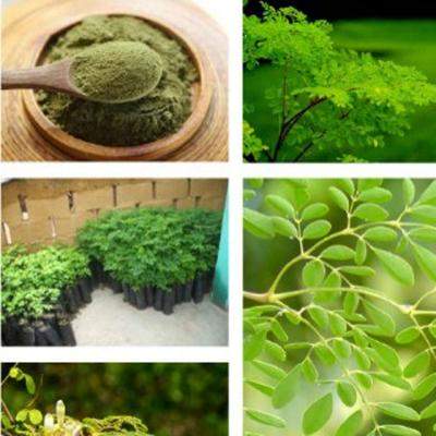 Descopera pulberea ecologica din arborele de moringa