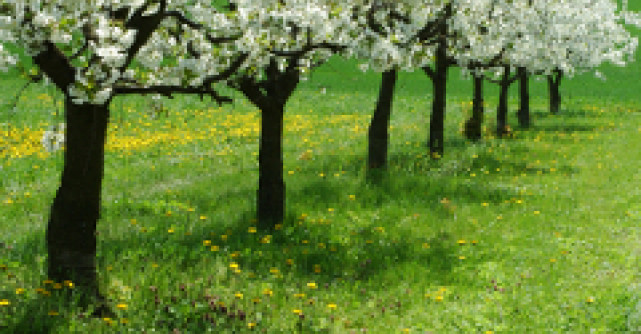 Pace - Prietenie - Sanatate: Primul eveniment de plimbare in aer liber 