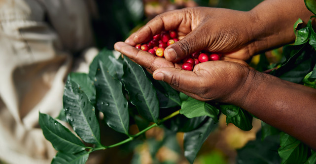 O nouă cercetare oferă primele recomandări privind evaluarea exactă a amprentei de carbon a cultivării cafelei