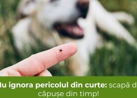 Nu ignora pericolul din curte: scapă de căpușe din timp!