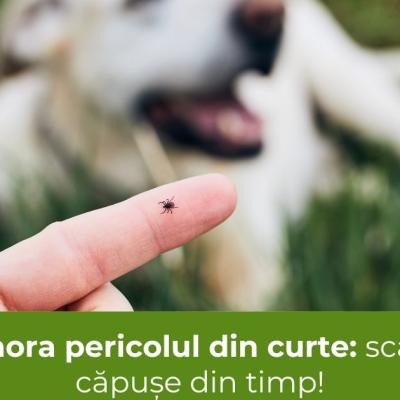 Nu ignora pericolul din curte: scapă de căpușe din timp!