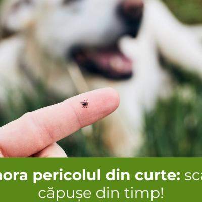 Nu ignora pericolul din curte: scapă de căpușe din timp!