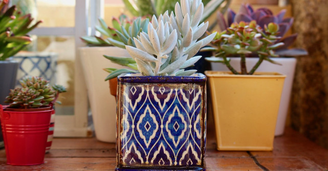 Flori și plante de apartament cu proprietăți magice: Curăță energia negativă