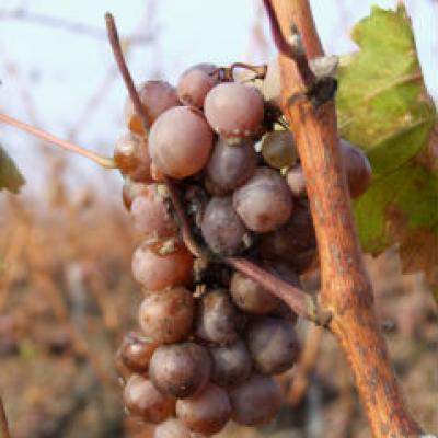 5 fructe de toamna pentru o silueta de vis