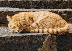 De ce iubesc japonezii pisicile? Descoperă detaliile relației aproape sacre dintre poporul nipon și frumoasele feline
