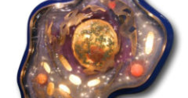 Creditul pentru celule stem 