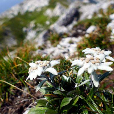 Floarea-de-colt. Misterele uneia dintre cele mai frumoase flori