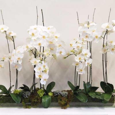 Orhideele, cele mai populare plante