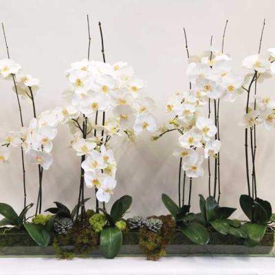 Orhideele, cele mai populare plante