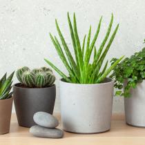 Plantele Suculente: Cum se ingrijesc si ce trebuie neaparat sa stim despre ele!