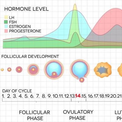 Dereglarile de ovulatie - un inamic frecvent al fertilitatii
