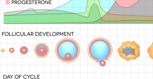 Dereglarile de ovulatie - un inamic frecvent al fertilitatii