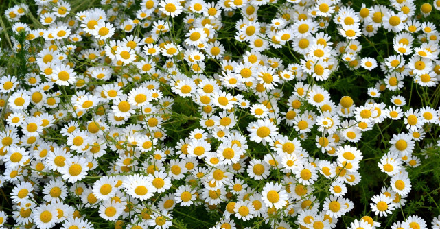 Veste bună și foarte bună: mușețelul -planta care îți transformă pielea