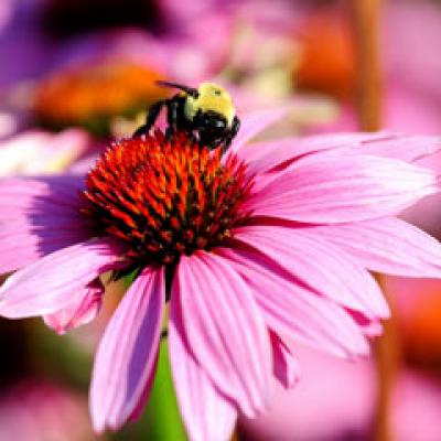 Pastura, tratamentul de aur in apiterapie