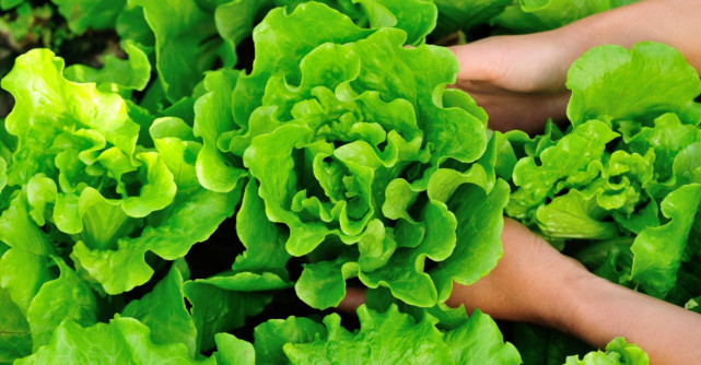 Cum alegi cea mai bună salată verde?