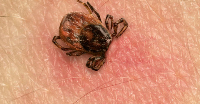 Boala LYME: cum o recunoastem si ce putem face