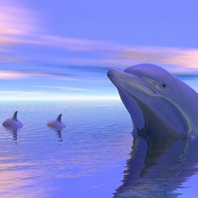 Au facut selfie-uri cu delfinul. Insa ce s-a intamplat este tragic