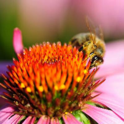 Virtutile terapeutice ale temutului venin de albine