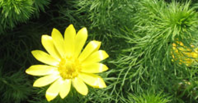 Plantele medicinale - aliatele dietei de vara