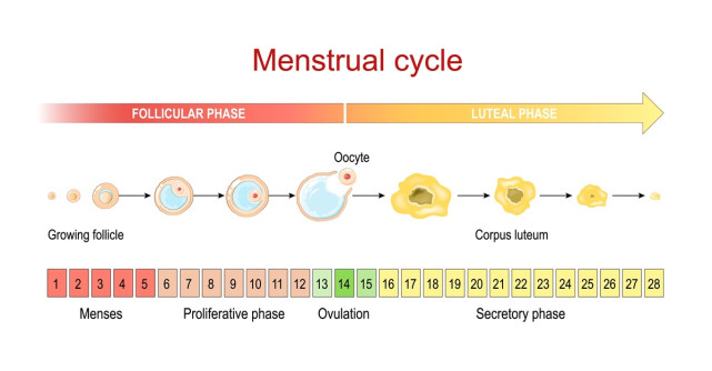 Fazele ciclului menstrual - Cum îți dai seama când ești în faza luteală sau fază foliculară