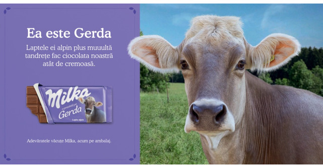  Milka a înlocuit văcuța mov de pe ambalaj cu văcuțe adevărate!