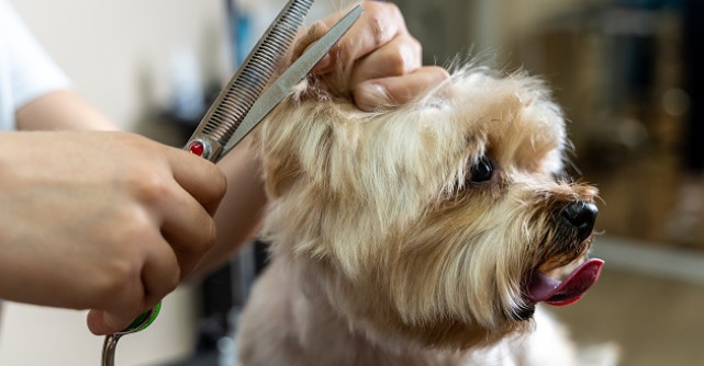 Cum a crescut, in 8 ani, cel mai mare salon canin din Bucuresti: