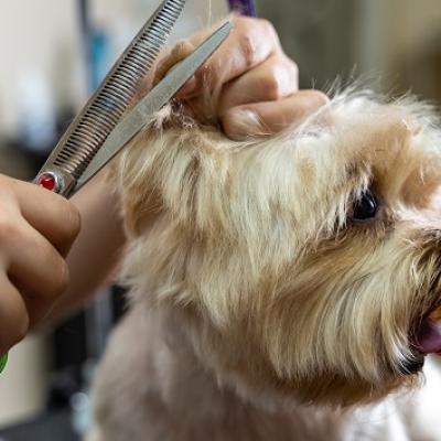 Cum a crescut, in 8 ani, cel mai mare salon canin din Bucuresti: