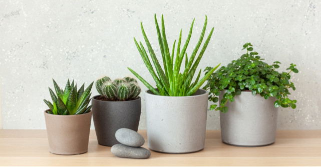 Plantele Suculente: Cum se ingrijesc si ce trebuie neaparat sa stim despre ele!