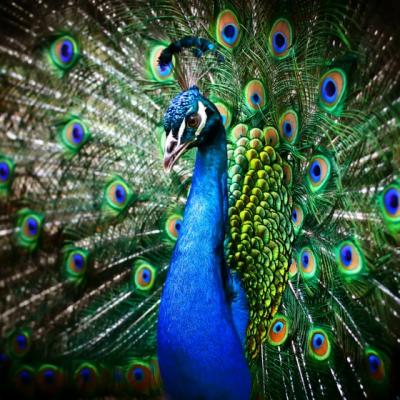 Ce inseamna sa fii cu adevarat fericit?