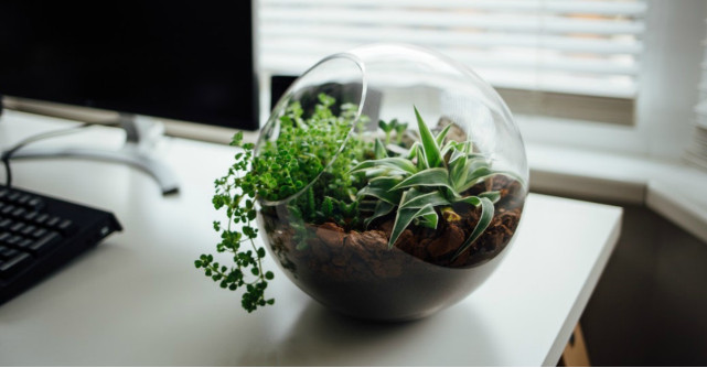 4 decorațiuni cu plante naturale pe care n-ai cum să nu le iubești!