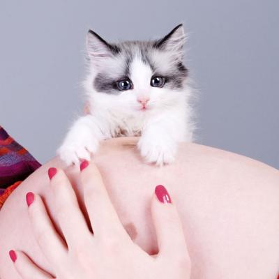 Sarcina si pisica - cum ne afectaza toxoplasmoza?
