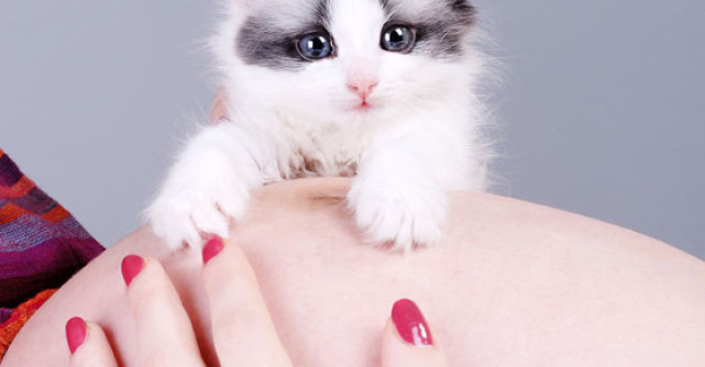 Sarcina si pisica - cum ne afectaza toxoplasmoza?