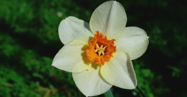 Cum se prepara ceaiul de petale de narcise?