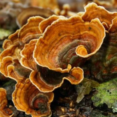 Ciuperca Coada de curcan - Un medicament natural EXTRAORDINAR!