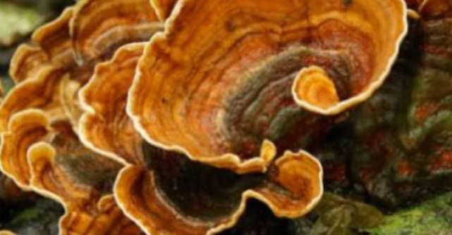Ciuperca Coada de curcan - Un medicament natural EXTRAORDINAR!