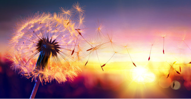 Dorințe care se împlinesc