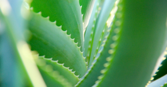 14 Beneficii tamaduitoare cu Aloe Vera