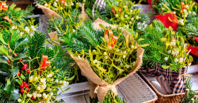 Misterul vâscului: simbol al iubirii și protecției de Anul Nou