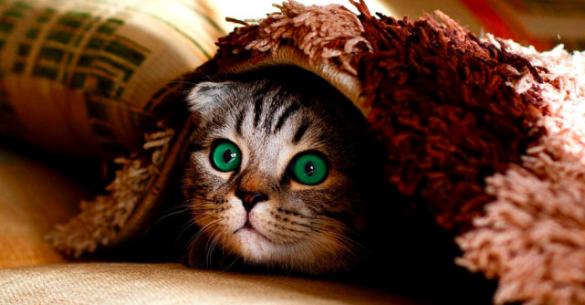 Artificiile și animalele