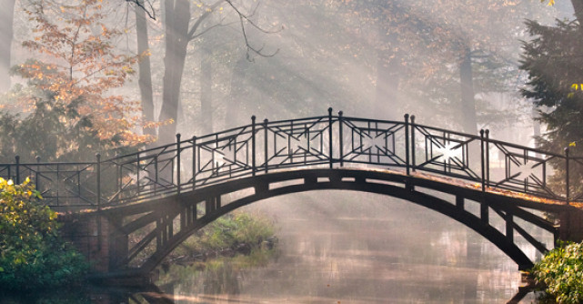 4 plante medicinale miraculoase