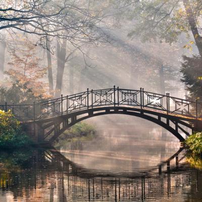 4 plante medicinale miraculoase