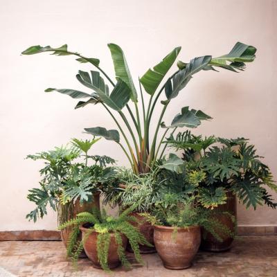 Cele mai pretențioase plante de interior: De ce ar trebui să le eviți